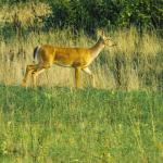 Maryland Deer